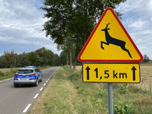 Znak ostrzegawczy przed zwierzętami leśnymi. Drogą jedzie radiowóz.